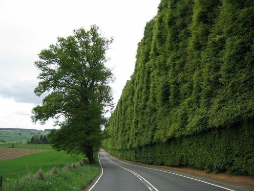 Meikleour Beach Hedge